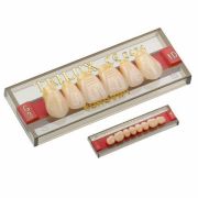 Dente Posterior Superior 2A - Trilux